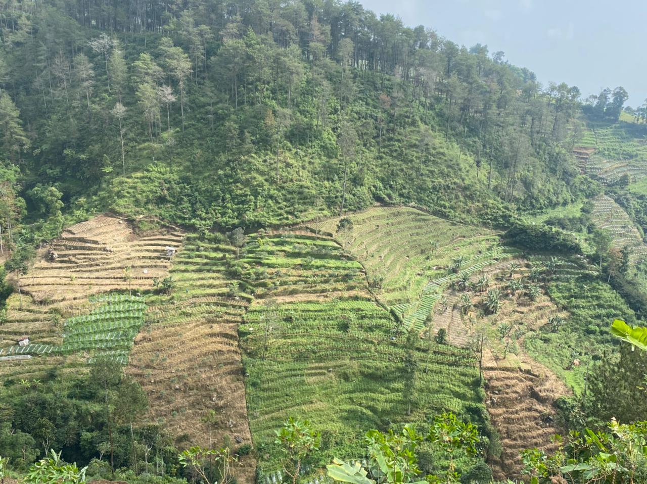 Pesona Embung Walitis di Kaki Gunung Sumbing