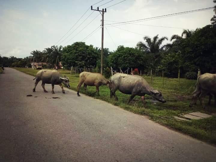 Tiga Tempat Yang Bikin Hati Merindu Saat Nggak Bisa Mudik, Mengenang Ajah Dulu!