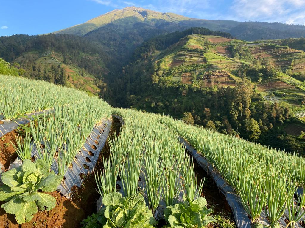  Indahnya Pemandangan di Mangli Sky View, Kaliangkrik, Magelang