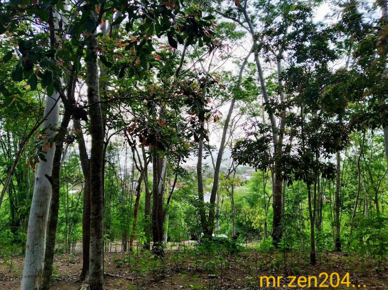 Rinduku Pada Sejuknya Hutan Kota Trenggalek