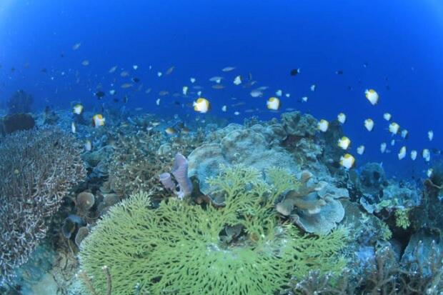 Keren, Spot Unik Bawah Laut Bolaang Mongondow Selatan Menantang Dijelajahi