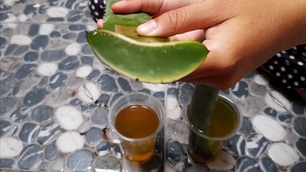 TANAMAN LIDAH BUAYA MELIMPAH? MARI KITA OLAH MENJADI JELLY ALOE VERA YANG ENAK BANGET