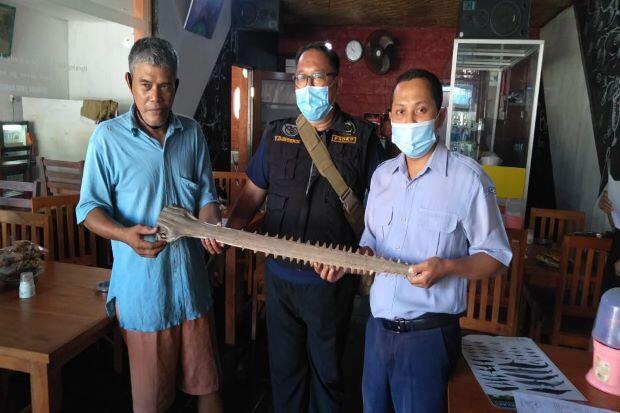 Datangi Warga Bali yang Simpan Moncong Pari Gergaji, KKP Ingatkan Warga