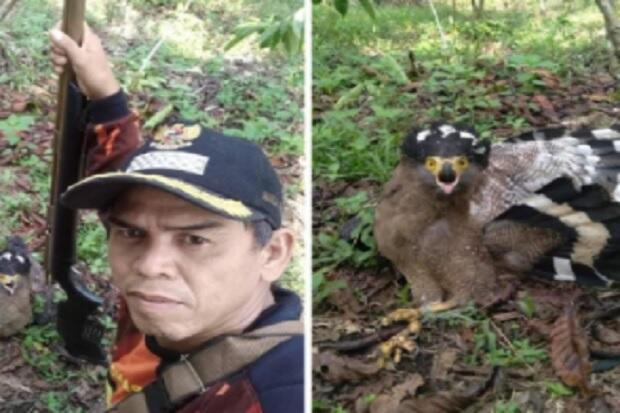 BKSDA Cari Pengunggah Foto Burung Elang Ditembak di Bengkulu Utara
