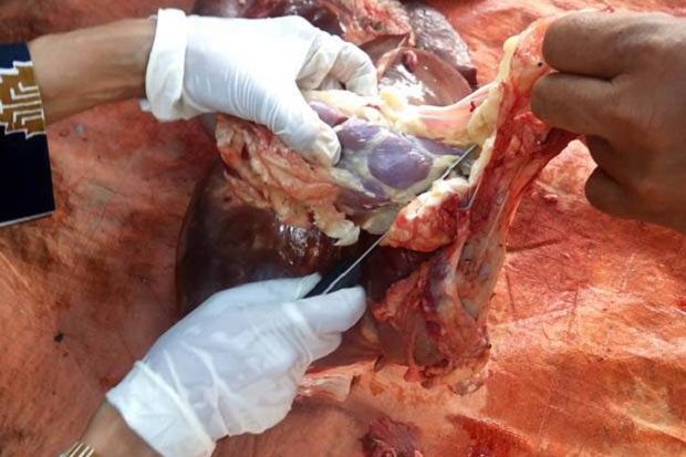 Pemkab OKU Musnahkan 10,6 Kg Hati Sapi Mengandung Cacing Pita
