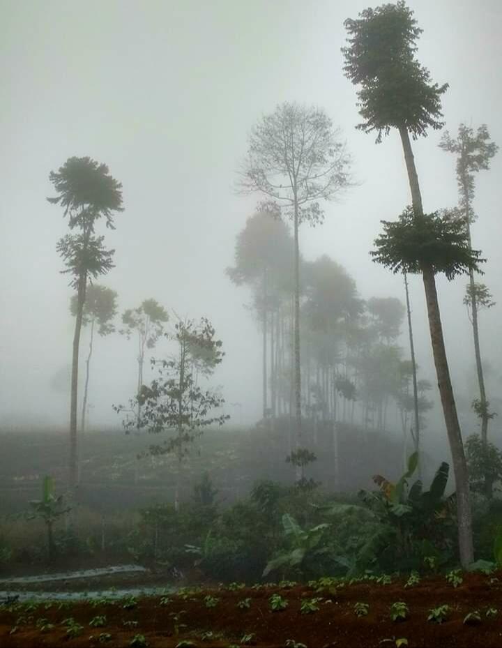 Ternyata Ngliat Hijau Tanaman, Bisa Hilangkan Sedih. Inilah Alasan Ingin Slalu Mudik!