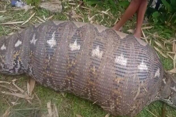 Ular Piton 7 Meter dengan Perut Buncit Ditangkap dan Dibedah Warga Maros