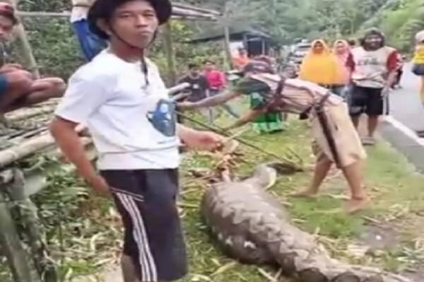 Ular Piton 7 Meter dengan Perut Buncit Ditangkap dan Dibedah Warga Maros
