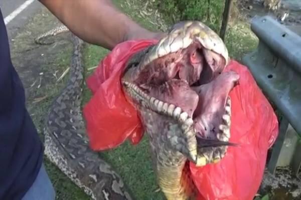 Ular Piton 7 Meter dengan Perut Buncit Ditangkap dan Dibedah Warga Maros