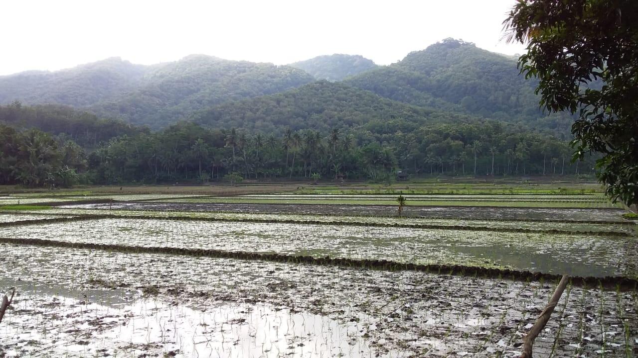 Rindu Menapaki Kembali Berbagai Kenangan yang Tercecer di Pematang Sawah