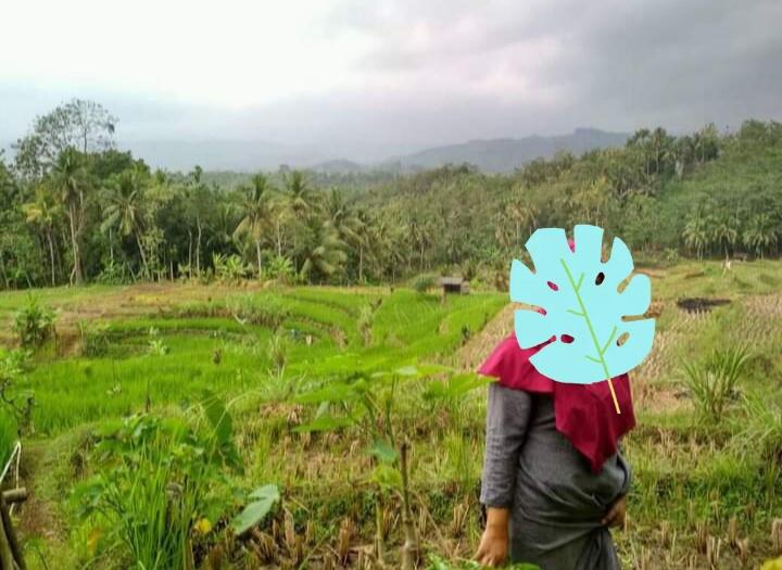 Rindu Menapaki Kembali Berbagai Kenangan yang Tercecer di Pematang Sawah