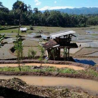 Rindu Menapaki Kembali Berbagai Kenangan yang Tercecer di Pematang Sawah