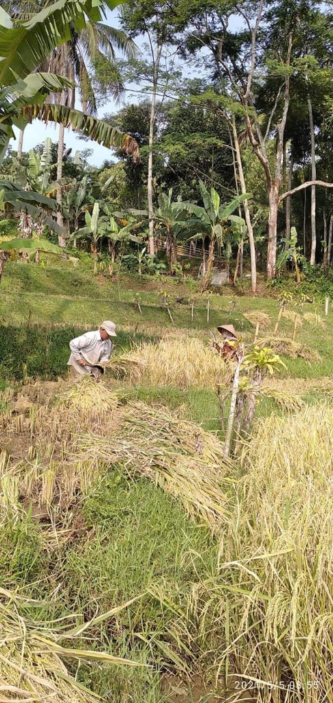 Ritual Mitembeyan: Tradisi Suku Sunda Dalam Bertani