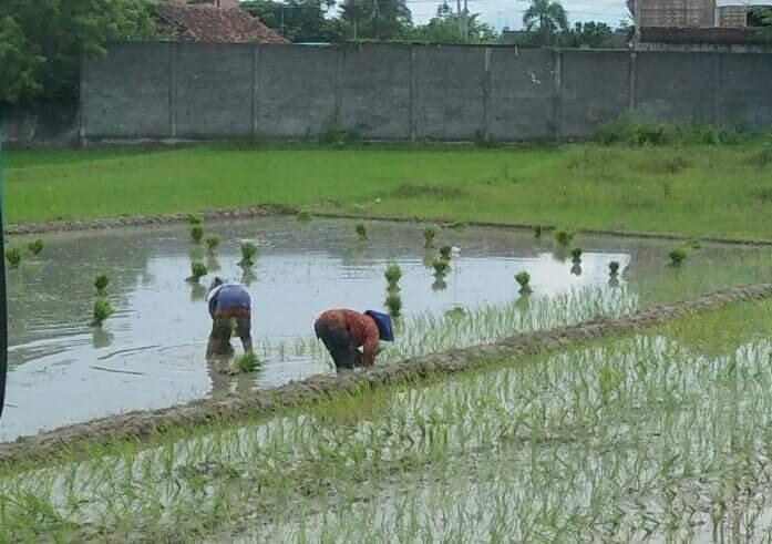 Sungai, Sawah, Dan Bukit, Tempat Hati Ane Merindu