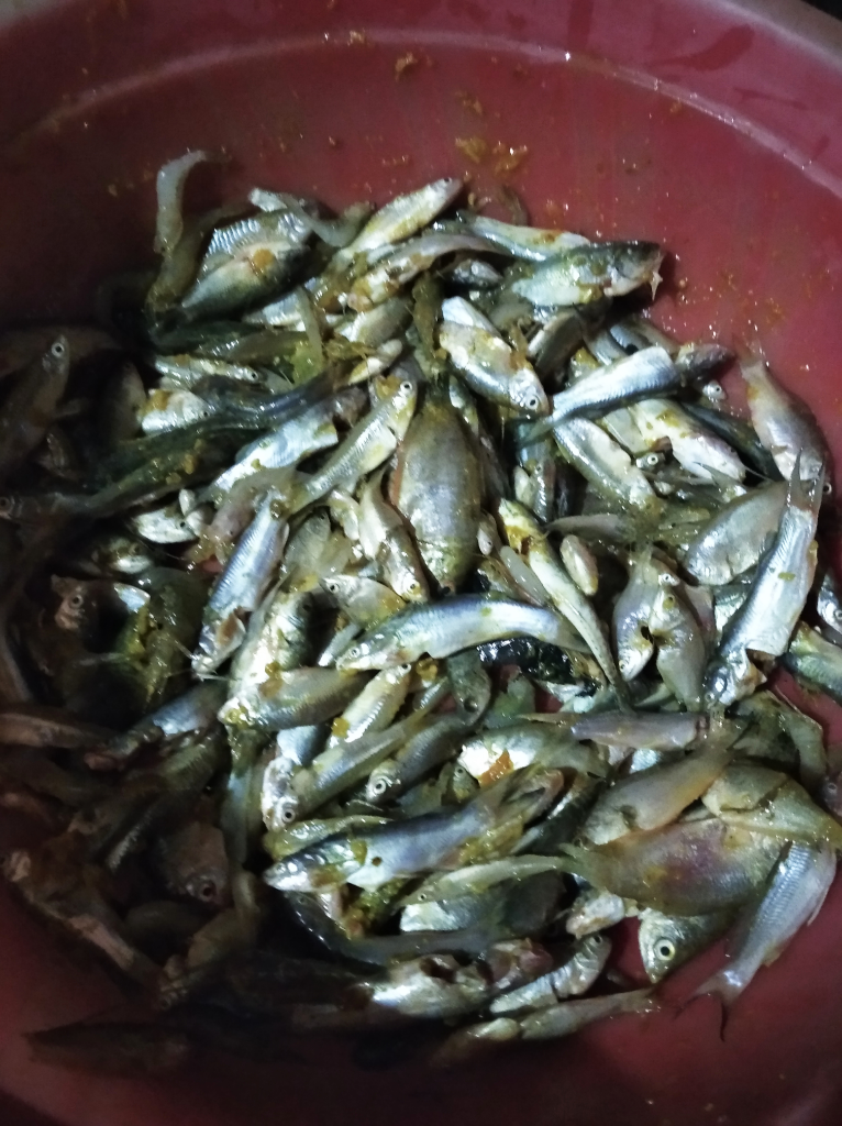 Rindu Kampung Halaman yang Serupa Hutan