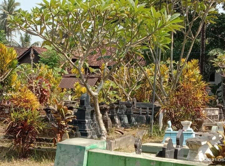 Beraroma Mistis, Pohon Kemboja Banyak Tumbuh &amp; Ditanam Di Makam, Kenapa?