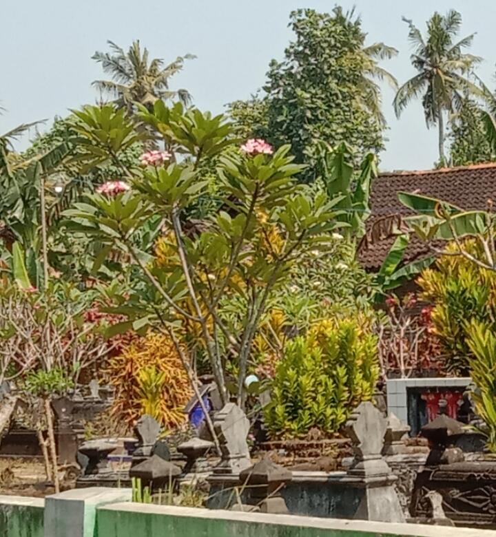 Beraroma Mistis, Pohon Kemboja Banyak Tumbuh &amp; Ditanam Di Makam, Kenapa?