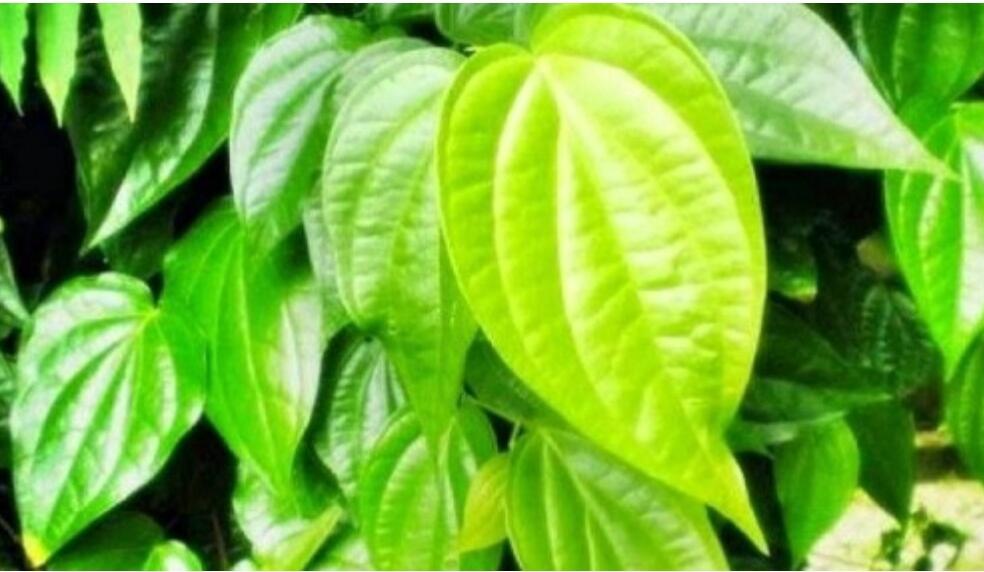 Meskipun Sakit Gigi, Alhamdulillah Ane Bisa Vaksinasi Covid-19 Berkat Daun Sirih