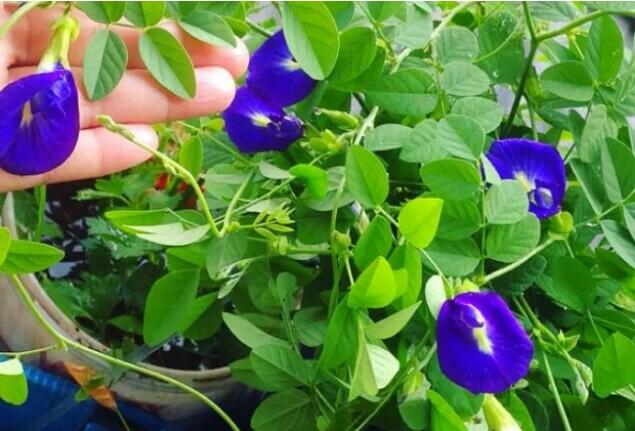 Bunga Telang, Si Cantik Kaya Manfaat Yang Bisa Gansis Coba