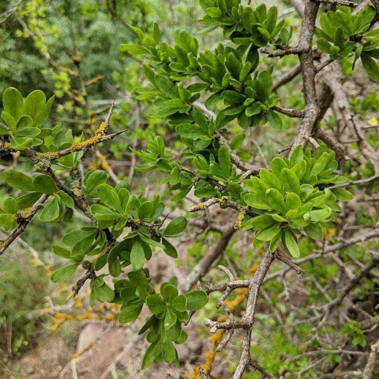 Pohon Gharqad, Seperti Apakah Itu?