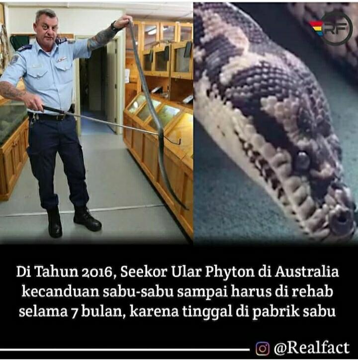 Di Australia Ada Ular Piton Kecanduan Sabu Hingga Direhabilitasi, Berikut Kisahnya!