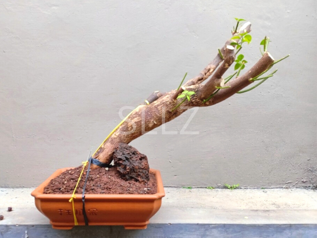 Cara Ane Membuat Bonsai Cantik Dalam 24 Minggu!