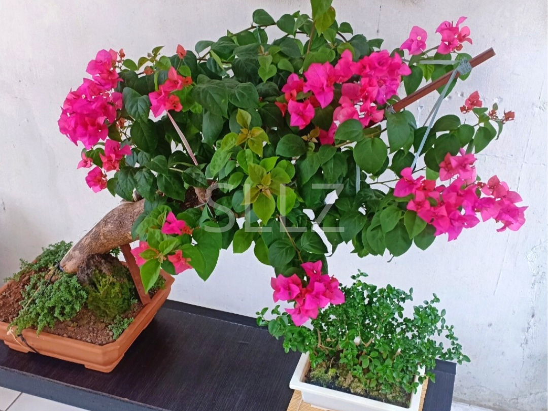 Cara Ane Membuat Bonsai Cantik Dalam 24 Minggu!