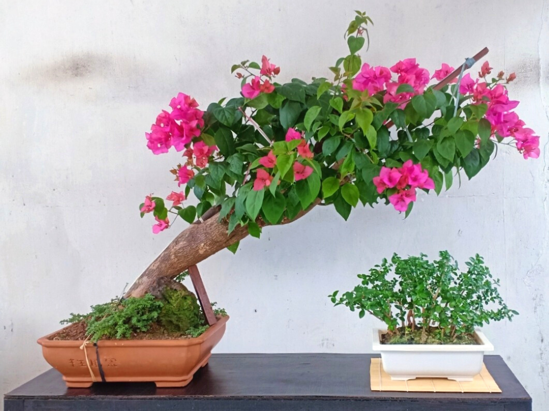 Cara Ane Membuat Bonsai Cantik Dalam 24 Minggu!
