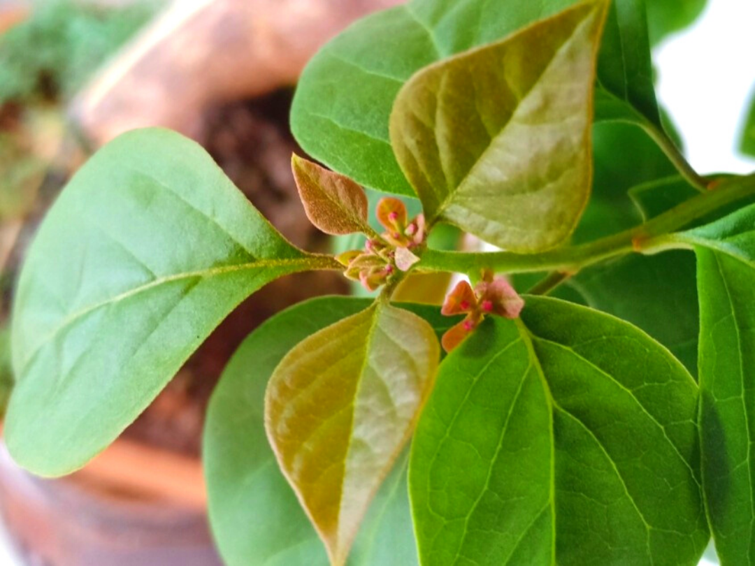 Cara Ane Membuat Bonsai Cantik Dalam 24 Minggu!