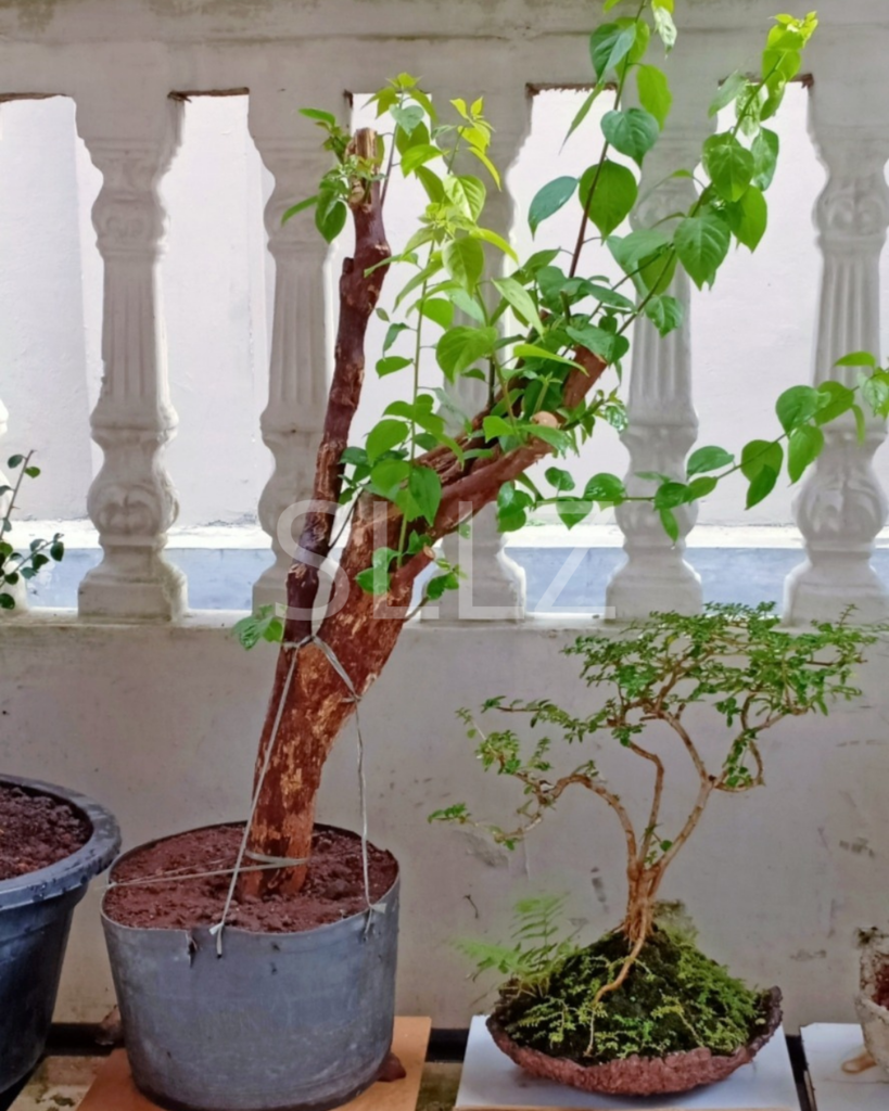 Cara Ane Membuat Bonsai Cantik Dalam 24 Minggu!