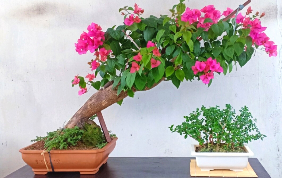 Cara Ane Membuat Bonsai Cantik Dalam 24 Minggu!