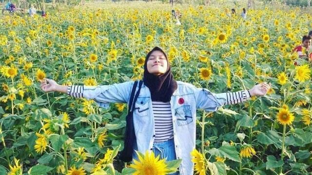 Wisata ke Kebun Bunga Matahari Gratiss 