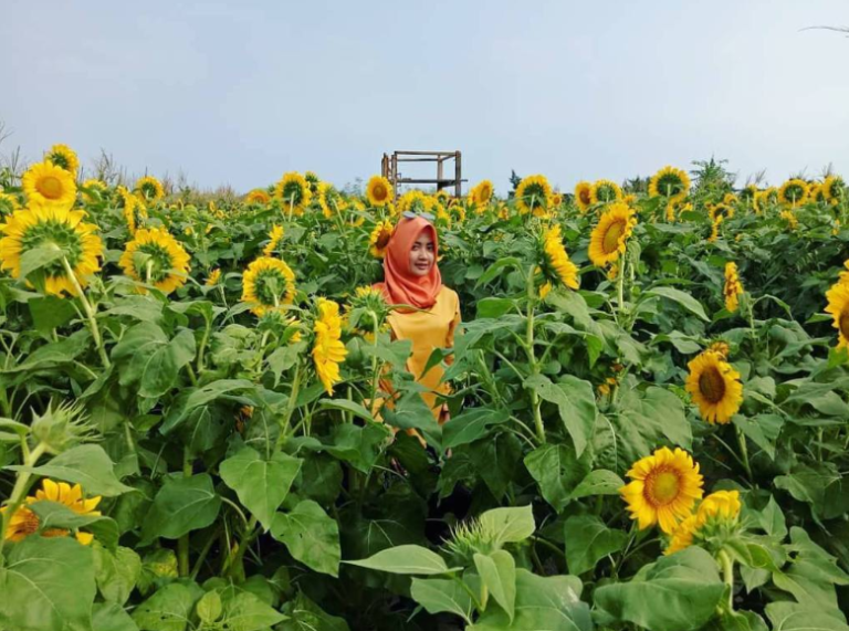 Wisata ke Kebun Bunga Matahari Gratiss 
