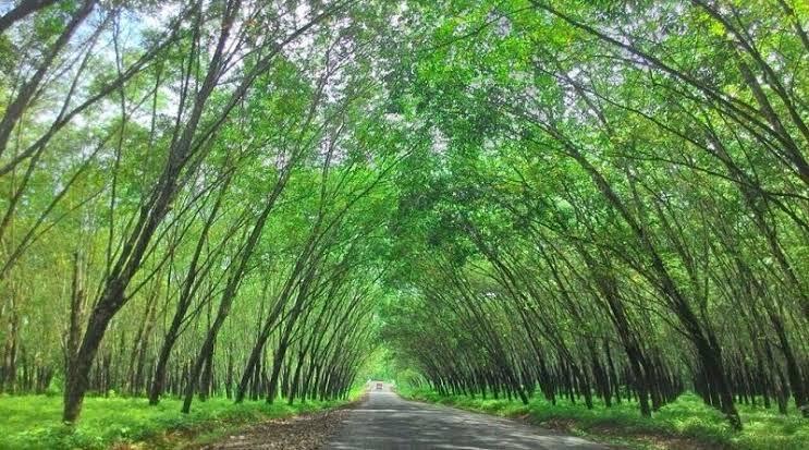 Kebun Karet Trikora, Tempat Wisata Indah di Lampung yang Mirip Pemandangan di Korea 