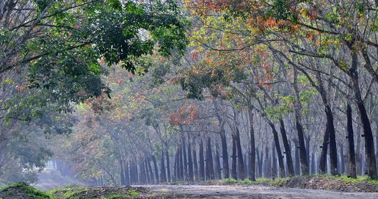 Kebun Karet Trikora, Tempat Wisata Indah di Lampung yang Mirip Pemandangan di Korea