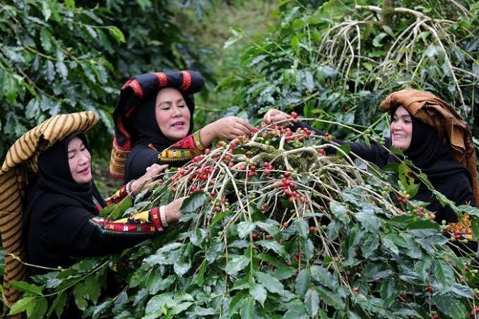 Kopi Gayo Aceh, Kopi Arabika Terbaik yang Kualitasnya Diakui Dunia