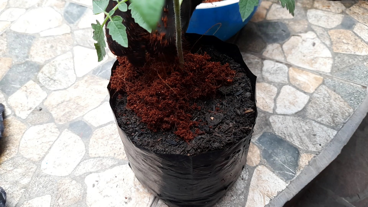 MENGOLAH LIMBAH CANGKANG TELUR MENJADI PUPUK KAYA KALSIUM BAGI TANAMAN