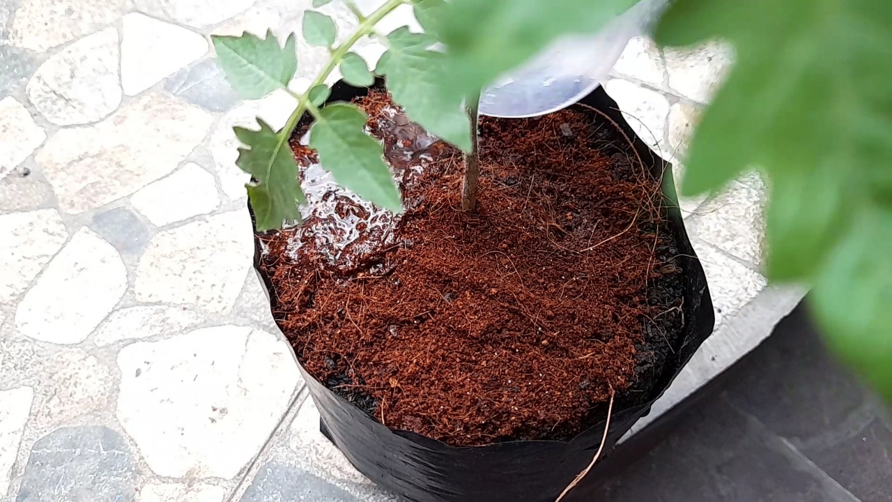 MENGOLAH LIMBAH CANGKANG TELUR MENJADI PUPUK KAYA KALSIUM BAGI TANAMAN