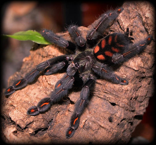 Trend percupangan mulai turun, apakah TARANTULA akan jadi yang selanjutnya?