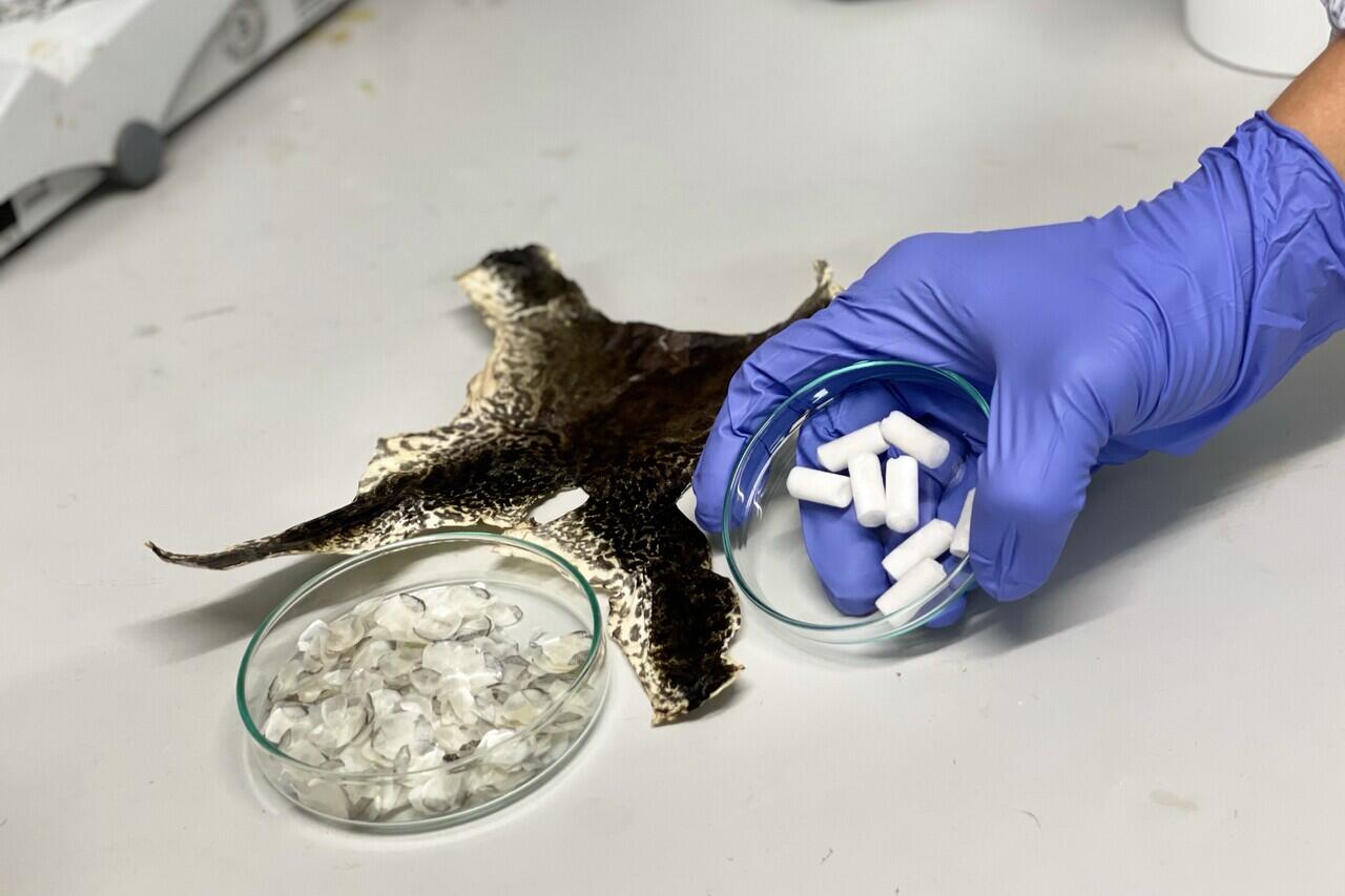 Peneliti di Singapura Berhasil Meregenerasi Tulang menggunakan Bagian Ikan dan Katak