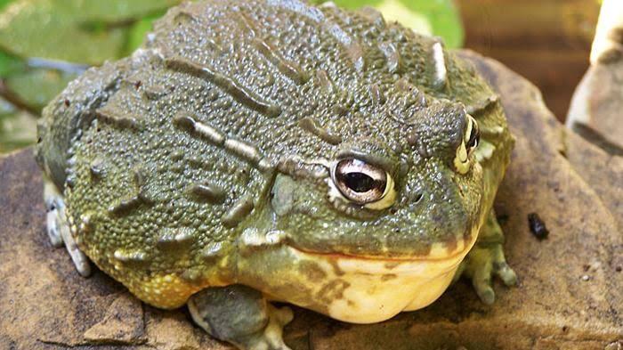 Peneliti di Singapura Berhasil Meregenerasi Tulang menggunakan Bagian Ikan dan Katak