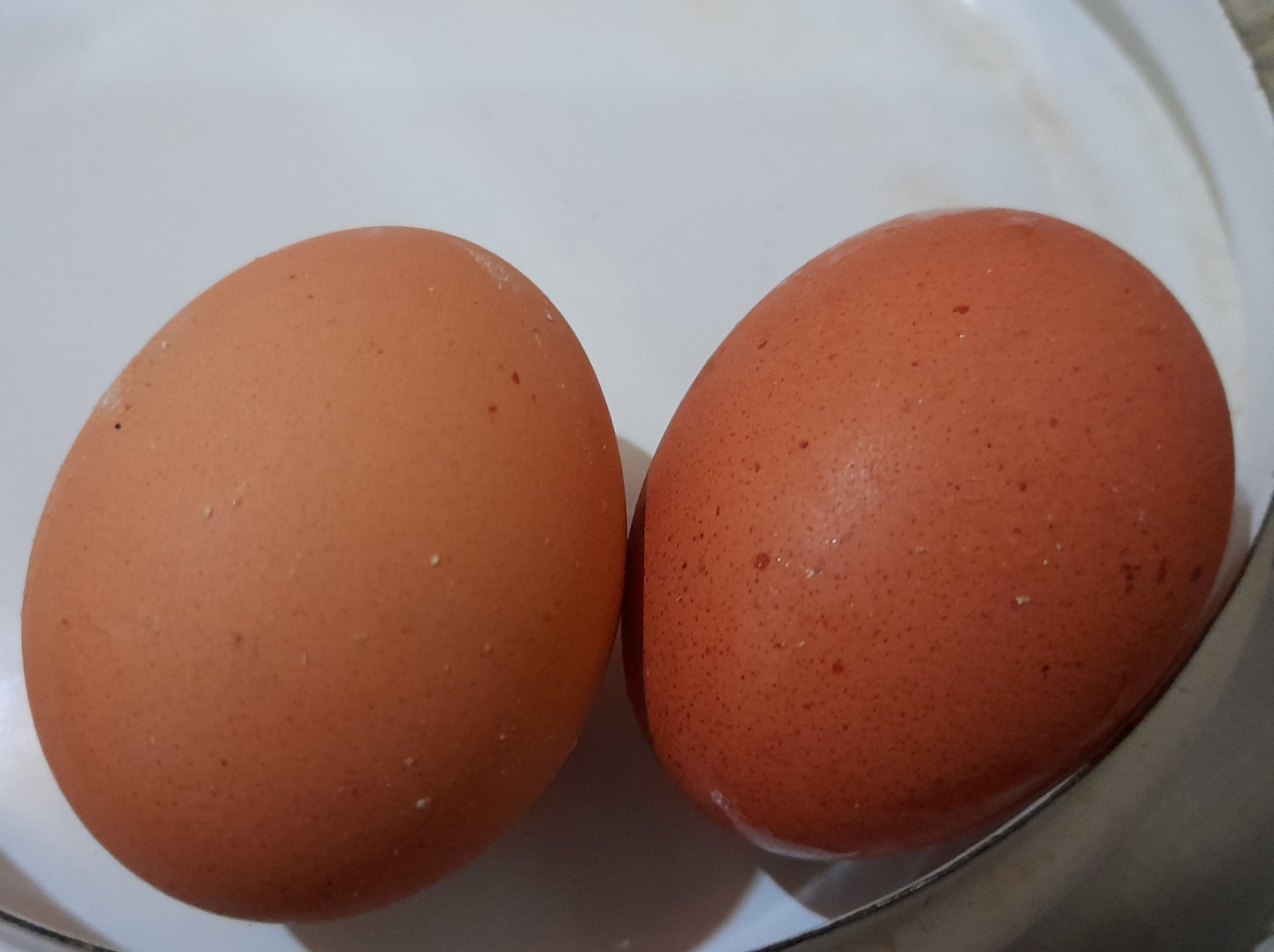 MENGOLAH LIMBAH CANGKANG TELUR MENJADI PUPUK KAYA KALSIUM BAGI TANAMAN