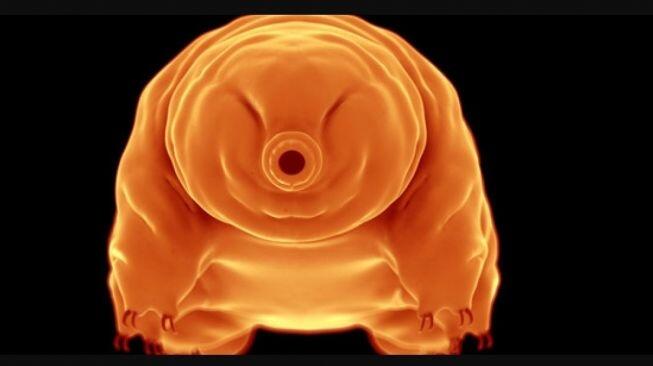 NASA Akan Kirim Bayi Cumi-cumi ke Luar Angkasa, untuk Apa?