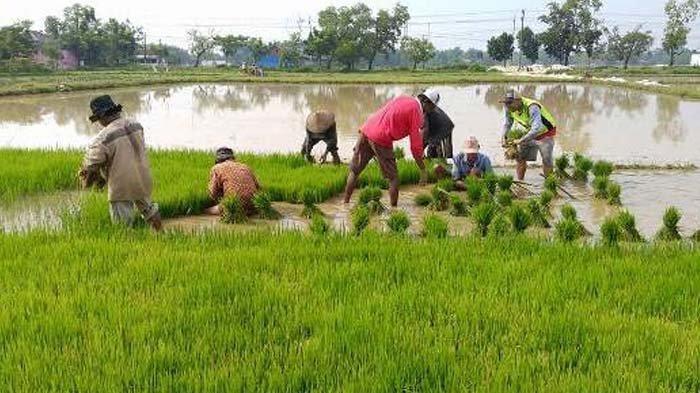 Otosan: Uniknya Tradisi Bertani Khas Bangkalan, Madura