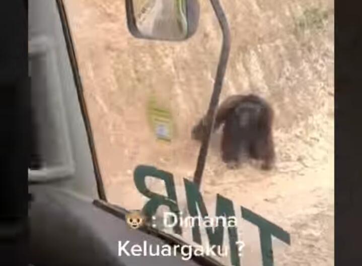 Viral Orang Utan Berjalan Kebingungan di Jalan Bekas Gusuran Hutan! Miris dan Sedih