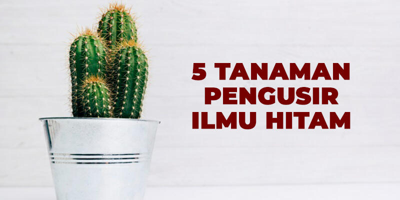 5 Tanaman Penangkal yang biasa di gunakan untuk mengusir ilmu hitam