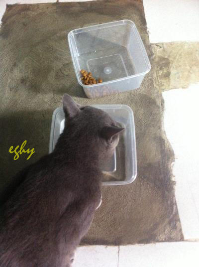 Membuat Tempat Makan / Minum Kucing degan Botol Bekas