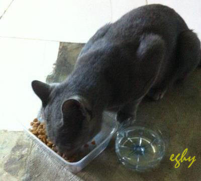 Membuat Tempat Makan / Minum Kucing degan Botol Bekas