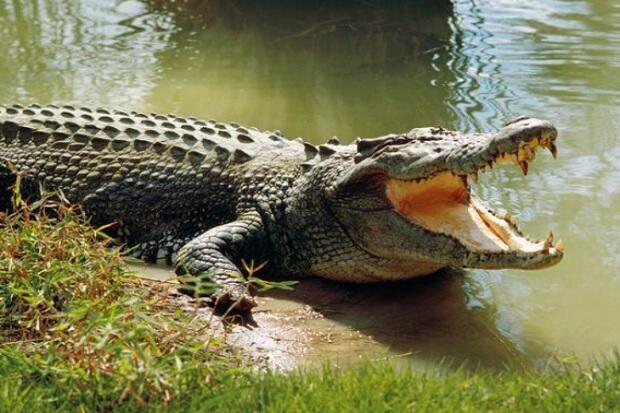 Banyuasin Geger, Sang Anak Melihat saat Ibunya Diterkam dan Diseret Buaya Muara