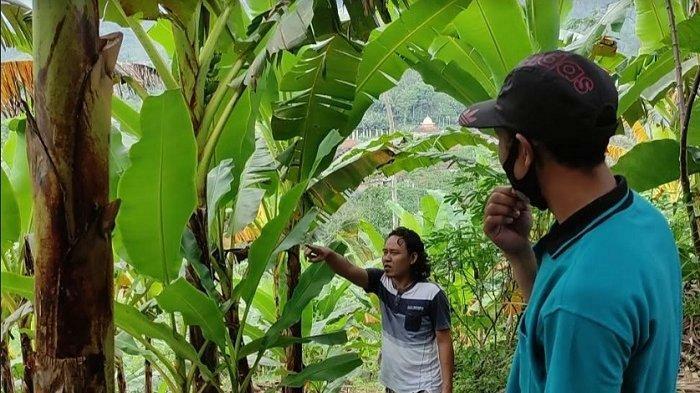 Ternyata ini Alasan Petani Salak di Banjarnegara Mengganti Dengan Pohon pisang